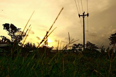 Silhouette plants on field against sky during sunset