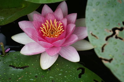 Close-up of pink water lily in lake