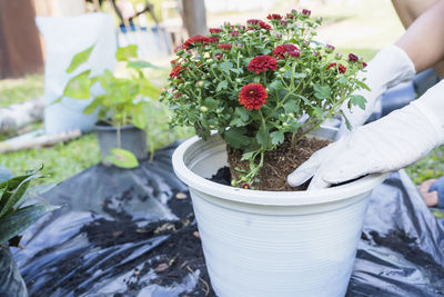 Midsection of woman holding potted plant