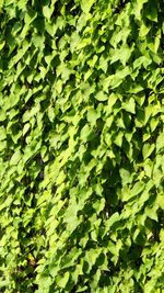 Full frame shot of leaves