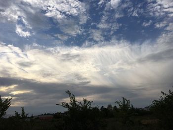 Low angle view of trees against sky