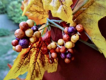 Close-up of grapes on tree