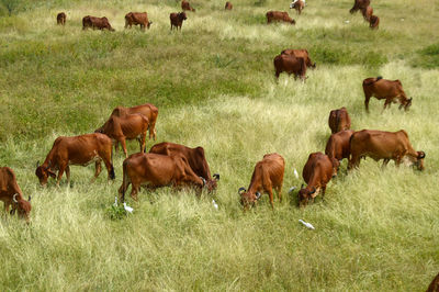 Cows grazing in field