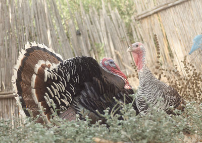 Close-up of birds