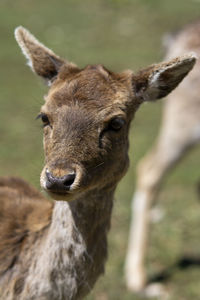 Close-up portrait of a wild fallow deer