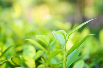 Close-up of fresh green plant