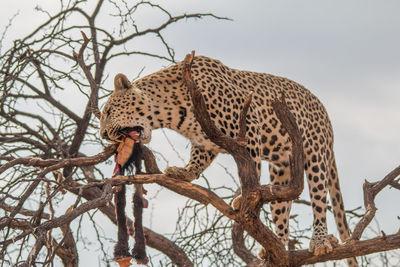 Low angle view of a cat on tree