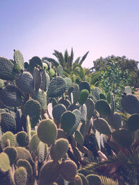 Close-up of prickly pear cactus against clear sky