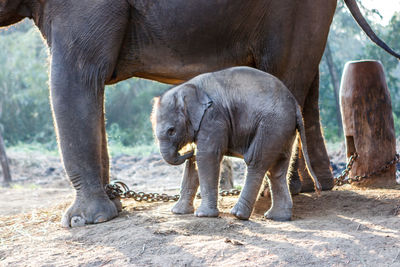 Elephant trapped in chain with calf at farm