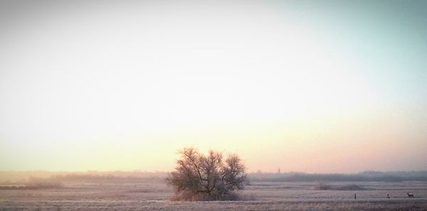 Scenic view of field against sky at sunset