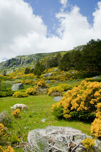 Scenic view of landscape against sky