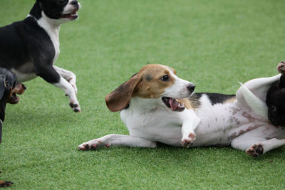 Dogs sitting on grass