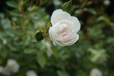 Close-up of white rose blooming outdoors