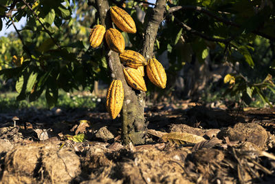 Selective focus yellow cocoa fruit many cocoa pods are full-grown 