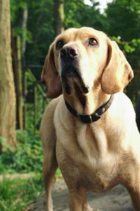 Close-up of dog standing outdoors