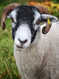 Portrait of sheep on field