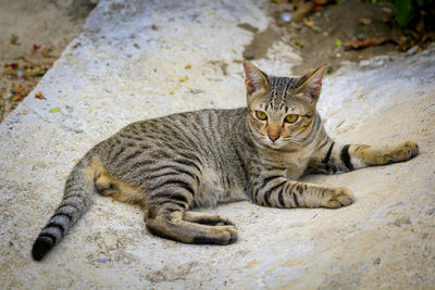 Portrait of cat lying down outdoors