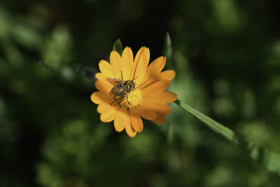 flowering plant
