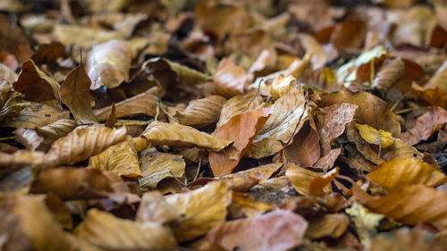 Full frame shot of dry leaves