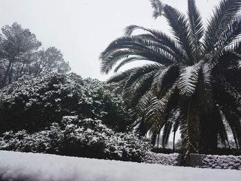 Close-up of snow covered trees against clear sky