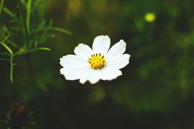 Close-up of white daisy flower