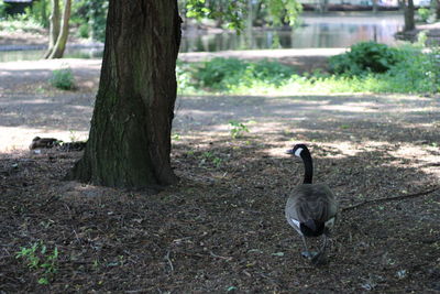 Ducks on a field