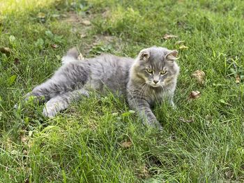 Portrait of cat on grass field