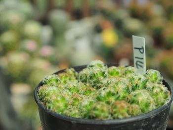 Close-up of cactus growing in potted plant
