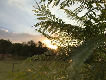 Close-up of tree against sky at sunset