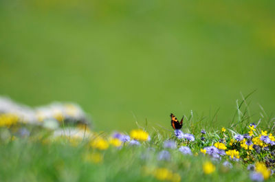 View of insect on red flowering plants