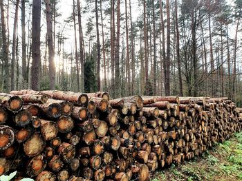 Stack of logs in forest