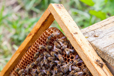 Close-up of bee on wood