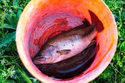 High angle view of fish in container