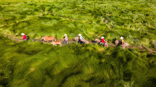 People on grassy field