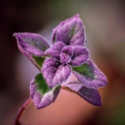 Close-up of purple flower blooming outdoors