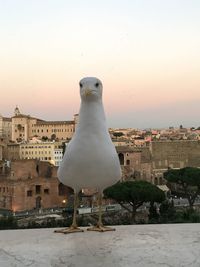 Seagull perching on a building