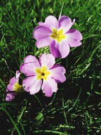 Close-up of pink flowering plant on field