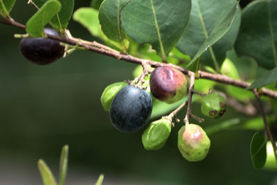 Close-up of berries growing on tree
