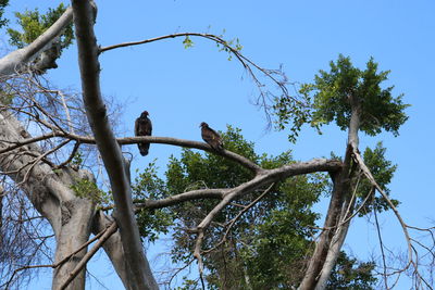 Low angle view of bird perching on tree against sky