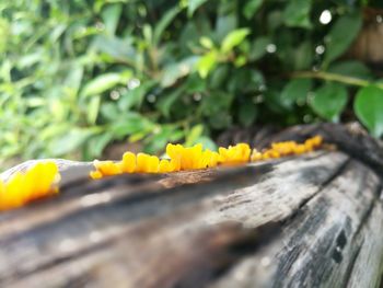 Close-up of yellow flower