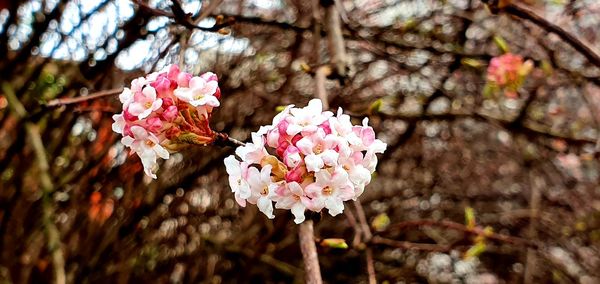 Close-up of pink cherry blossoms