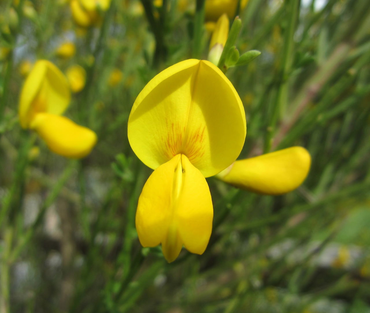 yellow, plant, flower, flowering plant, freshness, beauty in nature, close-up, growth, nature, petal, no people, flower head, focus on foreground, fragility, wildflower, inflorescence, outdoors, springtime, blossom, day, macro photography, meadow