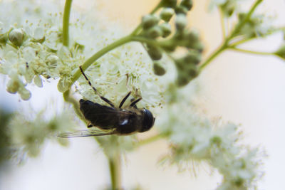 Close-up of bee on flower