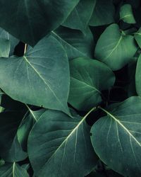 Full frame shot of green leaves