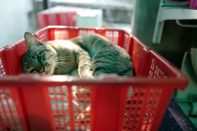 Close-up of a cat sleeping