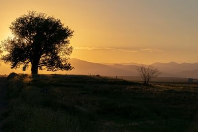 Silhouette trees on field against sky during sunset