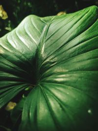 Close-up of green leaves