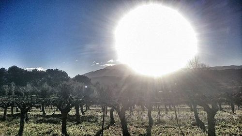 Sun shining through trees