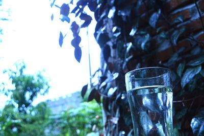 Close-up of wine glass against trees