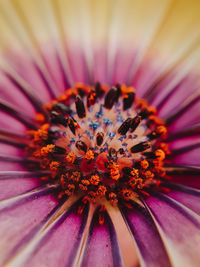 Close-up of pink flower